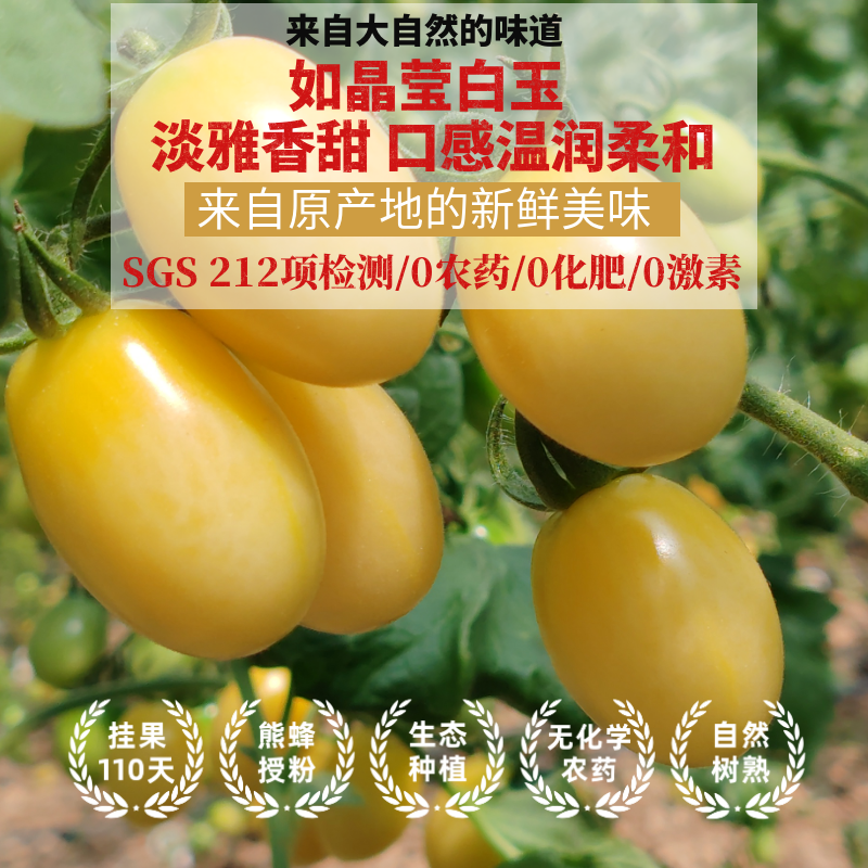 乾朵朵生态小番茄——来自大地深情的甜蜜礼物